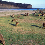 Sunset at pebbly beach with more than 18 kangaroos feeding on the grassed foreshore