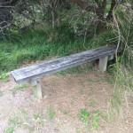manyana seat is surrounded by leaf litter